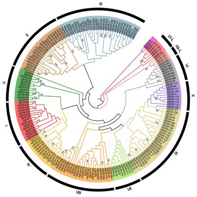 Genome-wide analysis of the ERF Family in Stephania japonica provides insights into the regulatory role in Cepharanthine biosynthesis